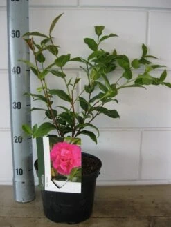 Camelia Als Leivorm (Camellia 'Debbie') -Directplant Winkel camelia debbie c3 20 08 2018
