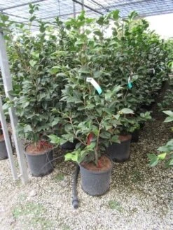 Camelia (Camellia, Rood) -Directplant Winkel camellia 1