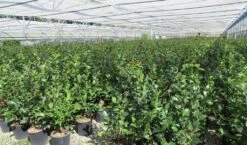 Camelia (Camellia 'Debbie') -Directplant Winkel camellia 4 2