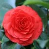 Camellia (Camellia Japonica 'Black Lace') -Directplant Winkel camellia black lace 1