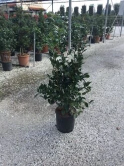 Camellia (Camellia Japonica 'Black Lace') -Directplant Winkel camellia black lace c12 1