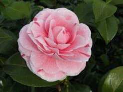 Camelia (Camellia Japonica 'Bonomiana') -Directplant Winkel camellia bonomiana