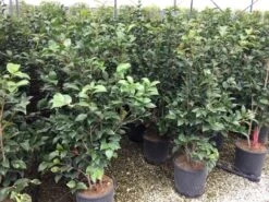 Camellia (Camellia Japonica 'Black Lace') 18 Camellia (Camellia Japonica 'Black Lace') -Directplant Winkel camellia c12 2