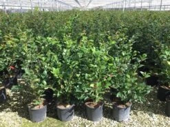 Camelia (Camellia 'Debbie') -Directplant Winkel camellia c7 2 1