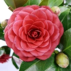 Camellia (Camellia Japonica 'Black Lace') 12 Camellia (Camellia Japonica 'Black Lace') -Directplant Winkel camellia jap. black lace p15 premium 1