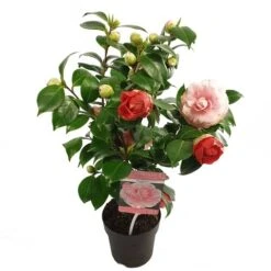 Camelia (Camellia Japonica 'Bonomiana') -Directplant Winkel camellia jap. bonomiana p15 1