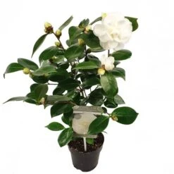 Camelia (Camellia Japonica 'Nuccio's Gem') -Directplant Winkel camellia jap. nuccio s gem p15