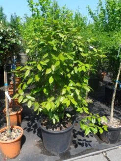 Camelia Als Leivorm (Camellia Japonica) -Directplant Winkel camellia japonica 125 150 175 c50