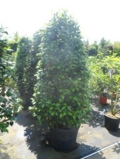 Camelia (Camellia, Rose) -Directplant Winkel camellia japonica 175 200 1 2 3