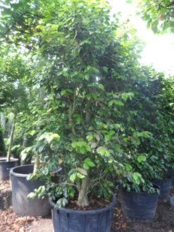 Camelia Als Leivorm (Camellia Japonica) -Directplant Winkel camellia japonica 200 250 300 cont