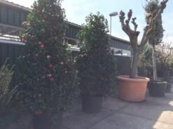 Camelia (Camellia, Rood) -Directplant Winkel camellia japonica 200 250 300 extra 1 1 2