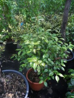 Camelia (Camellia, Rood) -Directplant Winkel camellia japonica 60 80 c20 25