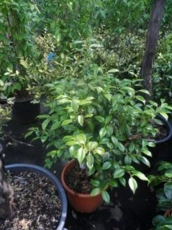 Camelia (Camellia, Rose) -Directplant Winkel camellia japonica 60 80 c20 25 1 2 3