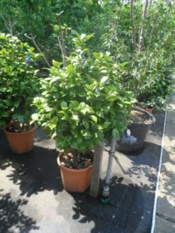 Camelia (Camellia, Rose) -Directplant Winkel camellia japonica 80 100