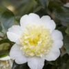 Camelia (Camellia Japonica 'Brushfield's Yellow') -Directplant Winkel camellia japonica brushfield s yellow 1