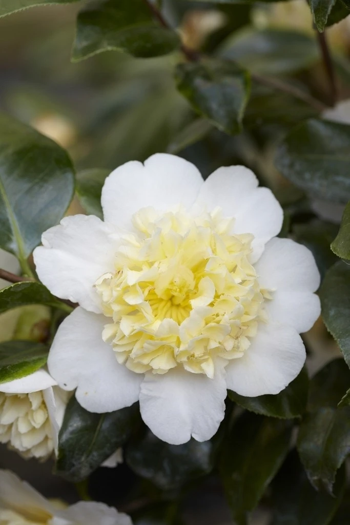 Camelia (Camellia Japonica 'Brushfield's Yellow') 3 Camelia (Camellia Japonica 'Brushfield's Yellow')