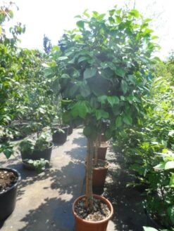 Camelia Op Stam (Camellia Japonica) -Directplant Winkel camellia japonica halfstam c35 50