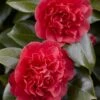 Camelia (Camellia Japonica 'Kramer's Supreme') -Directplant Winkel camellia japonica kramer s supreme 1