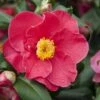 Camelia (Camellia Japonica 'San Dimas') -Directplant Winkel camellia japonica red 1