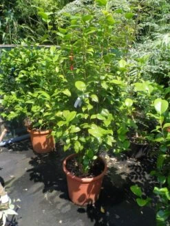 Camelia (Camellia, Rood) -Directplant Winkel camellia japonica wit 80 100 125