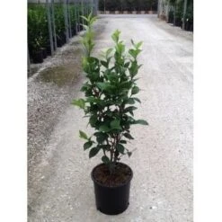 Camelia (Camellia Japonica ‘Perfection White’) -Directplant Winkel camellia perfection white c7 2