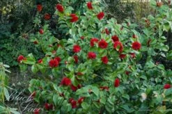 Camellia (Camellia Japonica 'Black Lace') -Directplant Winkel camellia ret. black lace 1 1