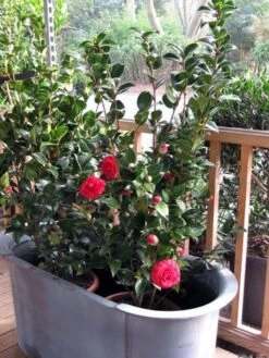 Camellia (Camellia Japonica 'Black Lace') -Directplant Winkel camellia ret. black lace 3 1