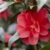 Camelia (Camellia Reticulata 'Mary Williams') -Directplant Winkel camellia reticulata mary williams