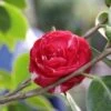 Camelia (Camellia, Rood) 2 Camelia (Camellia, Rood) -Directplant Winkel camellia rood
