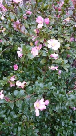 Camelia Als Boom (Camellia Sasanqua) -Directplant Winkel camellia sasangua 2 1