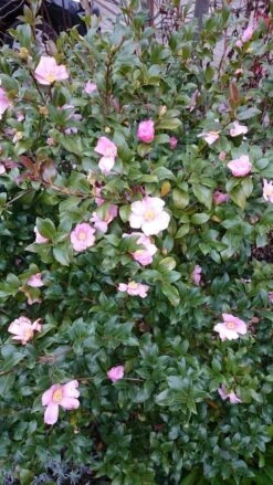 Camelia Als Bonsai (Camellia Sasanqua) -Directplant Winkel camellia sasangua 4 1