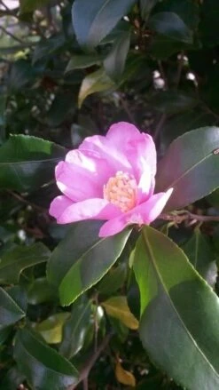 Camelia (Camellia Sasanqua) -Directplant Winkel camellia sasanqua 1