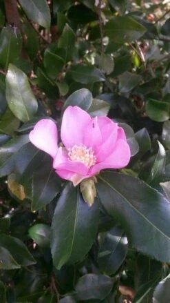 Camelia (Camellia Sasanqua) -Directplant Winkel camellia sasanqua 2