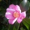 Camelia (Camellia Sasanqua) -Directplant Winkel camellia sasanqua 3 1