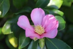 Camelia (Camellia Sasanqua) -Directplant Winkel camellia sasanqua 3 1 1