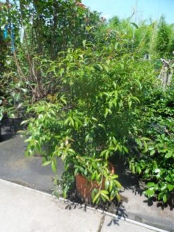 Camelia (Camellia Sasanqua) -Directplant Winkel camellia sasanqua 60 80 100 c25 2