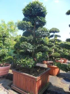 Camelia Als Bonsai (Camellia Sasanqua) -Directplant Winkel camellia sasanqua bonsai 200 225 houten bak 1