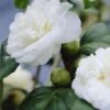 Camelia (Camellia, Wit) -Directplant Winkel camellia white 1