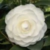 Camelia (Camellia Japonica ‘Perfection White’) -Directplant Winkel camellia white p 1
