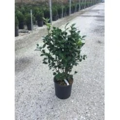 Camelia (Camellia Japonica ‘Perfection White’) 7 Camelia (Camellia Japonica ‘Perfection White’) -Directplant Winkel camellia white perfection