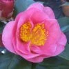 Camelia Als Leivorm (Camellia Japonica 'California') -Directplant Winkel camelliacalifornia 3