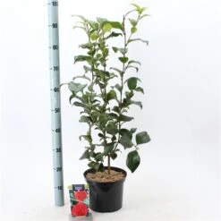 Camelia (Camellia Japonica 'Kramer's Supreme') -Directplant Winkel camelliakramerssupreme02 2