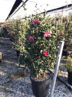 Camelia (Camellia Sasanqua 'Kanjiro') -Directplant Winkel camelliasasanquakanjiro
