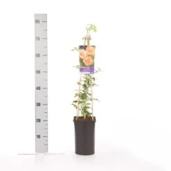 Trompetbloem (Campsis Radicans 'Flava') -Directplant Winkel campsis radicans flava