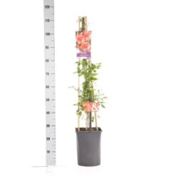 Trompetbloem (Campsis Tagliabuana 'Mme Galen') -Directplant Winkel campsis t. madame galen 1.00 1.25