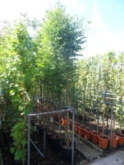 Trompetbloem (Campsis Tagliabuana 'Mme Galen') -Directplant Winkel campsis tagliabuana madame galen 200 250 c20 2