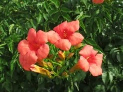 Trompetbloem (Campsis Tagliabuana 'Mme Galen') 19 Trompetbloem (Campsis Tagliabuana 'Mme Galen') -Directplant Winkel campsis tagliabuana mme galen 1