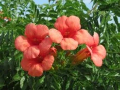 Trompetbloem (Campsis Tagliabuana 'Mme Galen') 18 Trompetbloem (Campsis Tagliabuana 'Mme Galen') -Directplant Winkel campsis tagliabuana mme galen 2 1