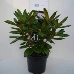 Dwergrhododendron (Rhododendron 'Caroline Allbrook') -Directplant Winkel car. allbrook c4 voor 1