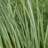 Oeverzegge (Carex Riparia) -Directplant Winkel carex riparia 1